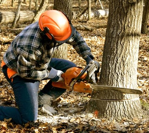 Tree Removal in Haileyville, OK